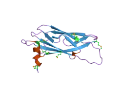 1z9l: 1.7 Angstrom Crystal Structure of the Rat VAP-A MSP Homology Domain