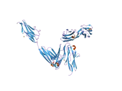2a38: Crystal structure of the N-Terminus of titin