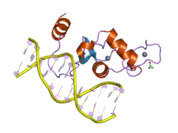 2a66: Human Liver Receptor Homologue DNA-Binding Domain (hLRH-1 DBD) in Complex with dsDNA from the hCYP7A1 Promoter