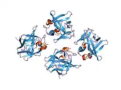 2afg: 2.0 ANGSTROM X-RAY STRUCTURE OF HUMAN ACIDIC FIBROBLAST GROWTH FACTOR