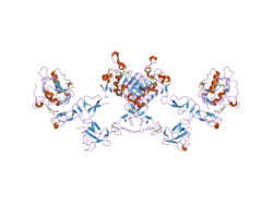 2ahx: Crystal structure of ErbB4/HER4 extracellular domain