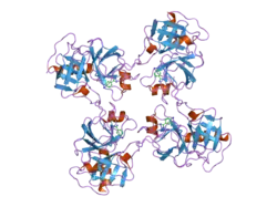 2bdh: Human Kallikrein 4 complex with zinc and p-aminobenzamidine
