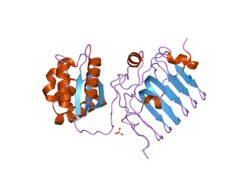 2bx6: CRYSTAL STRUCTURE OF THE HUMAN RETINITIS PIGMENTOSA PROTEIN 2 (RP2)