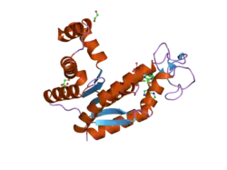 2c9y: STRUCTURE OF HUMAN ADENYLATE KINASE 2