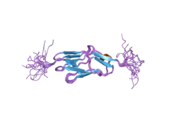 2dm3: Solution structure of the second ig domain of human palladin