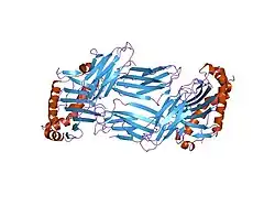 2fse: Crystallographic structure of a rheumatoid arthritis MHC susceptibility allele, HLA-DR1 (DRB1*0101), complexed with the immunodominant determinant of human type II collagen
