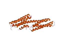 2gdc: Structure of Vinculin VD1 / IpaA560-633 complex