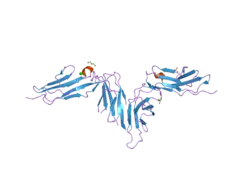 2gi7: Crystal structure of human platelet Glycoprotein VI (GPVI)