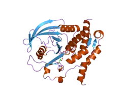 2gp0: HePTP Catalytic Domain (residues 44-339), S225D mutant