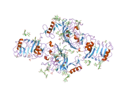 2hr7: Insulin receptor (domains 1-3)
