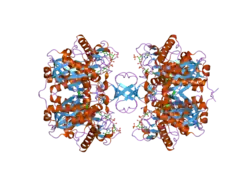 2ibu: Crystallographic and kinetic studies of human mitochondrial acetoacetyl-CoA thiolase (T2): the importance of potassium and chloride for its structure and function