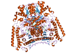 2j9f: HUMAN BRANCHED-CHAIN ALPHA-KETOACID DEHYDROGENASE-DECARBOXYLASE E1B