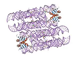 2nz4: Structural investigation of the GlmS ribozyme bound to its catalytic cofactor