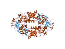 2o2k: Crystal Structure of the Activation Domain of Human Methionine Synthase Isoform/Mutant D963E/K1071N