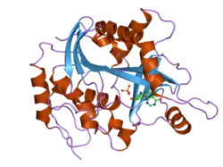 2oc4: Crystal structure of human purine nucleoside phosphorylase mutant H257D with Imm-H
