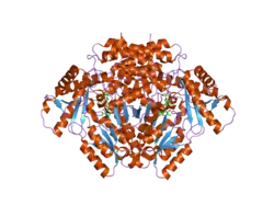 2okj: The X-ray crystal structure of the 67kDa isoform of Glutamic Acid Decarboxylase (GAD67)