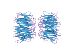 2p1b: Crystal structure of human nucleophosmin-core