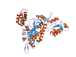 2pmf: The crystal structure of a human glycyl-tRNA synthetase mutant