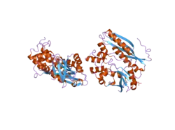 2v9y: HUMAN AMINOIMIDAZOLE RIBONUCLEOTIDE SYNTHETASE