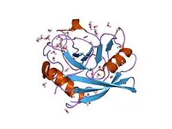 4cyh: CYCLOPHILIN A COMPLEXED WITH DIPEPTIDE HIS-PRO