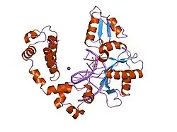 8icr: DNA POLYMERASE BETA (POL B) (E.C.2.7.7.7) COMPLEXED WITH SEVEN BASE PAIRS OF DNA; SOAKED IN THE PRESENCE OF DATP (1 MILLIMOLAR) AND MNCL2 (5 MILLIMOLAR)