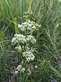Asclepias verticillata Whorled milkweed. Restoration Trail - Camden State Park, MN. 20210708