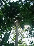 A cultivated tree in a palm house