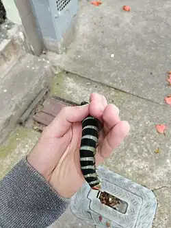 Larva size comparison