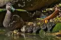 Female with ducklings