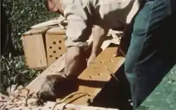 Packing a beaver into a drop box Idaho 1950