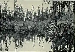 Mahinapua Creek, Westland, 1915