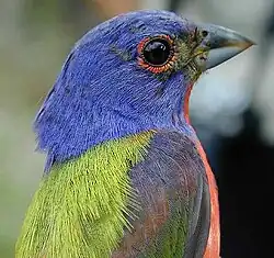Male