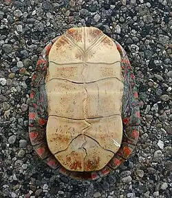 Plastral view of Chrysemys picta marginata