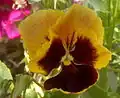 Hybrid pansy