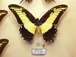 Normal male of Papilio androgeus