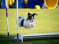 A Papillon jumping over the broad jump at a dog agility competition