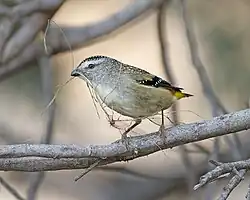 Female with nesting material (Risdon Brook, Tasmania, Australia)
