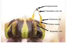 Parts of an Antelope horns pollinarium's