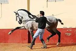 Learning the Spanish walk with the help of a stick to give cues