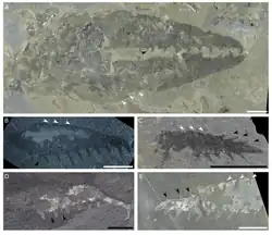 Fossil frontal appendages of C. camurus