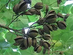 A cluster of empty brown roughly circular pods that are split lengthwise into two halves hinged together on the end connected to a branch. The roughly two dozen pods are distributed among about five small twigs on a tree branch, against a background of green leaves.