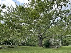Pawling Sycamore - Pennsylvania