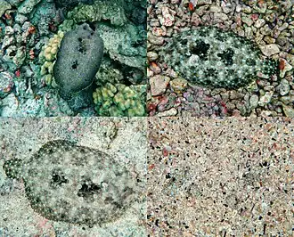 Four frames of the same peacock flounder, a sand colored flatfish with a pattern of blue rings, taken a few minutes apart which shows its ability to change colors to match its surroundings. The last photo shows it buried under sand with only its eyes visible