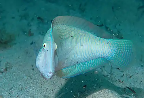 Pearly razorfish (Xyrichtys novacula), showing strong lateral compression.