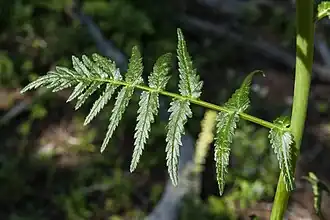 Pedicularis bracteosa leaf structure