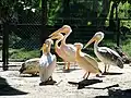Great white pelicans