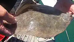 Photo of southern lemon sole caught by fisherman