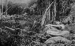 Fallen menhirs surrounded by vegetation