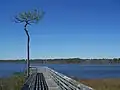 Boardwalk leading to the Bayou