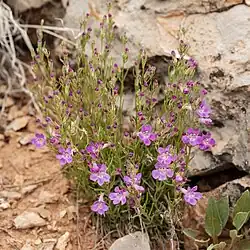 Flowers of Penstemon laricifolius